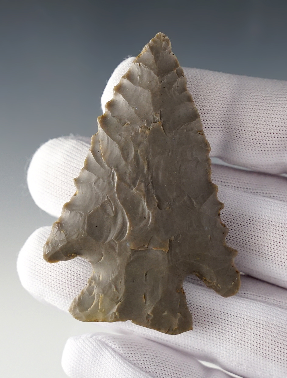 Fine 2 11/16" Pinetree with nice serrations. Breckenridge Co., Kentucky. Ex. Charles Long.