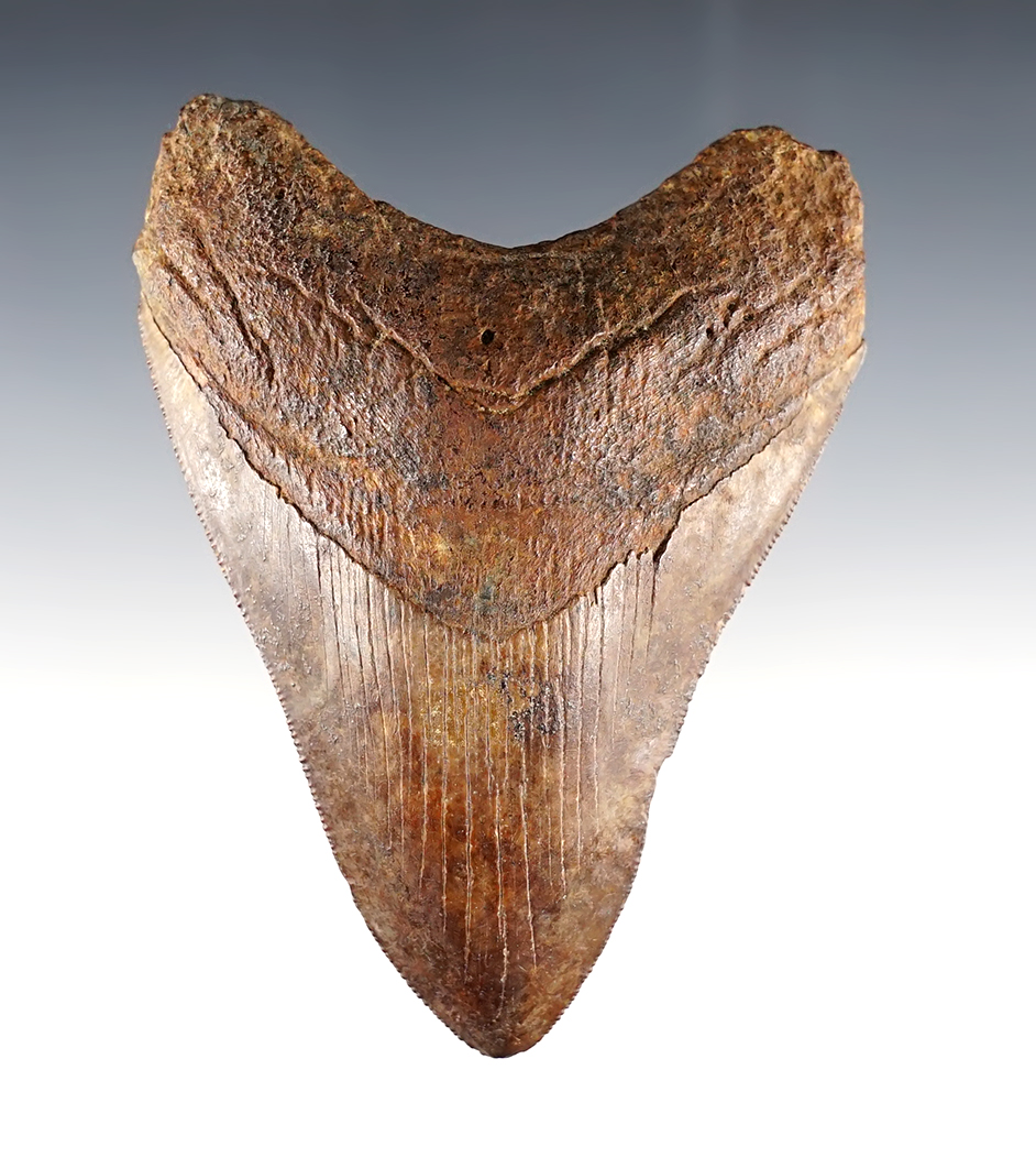 4 1/4" Fossilized Megalodon Shark's Tooth in excellent condition.