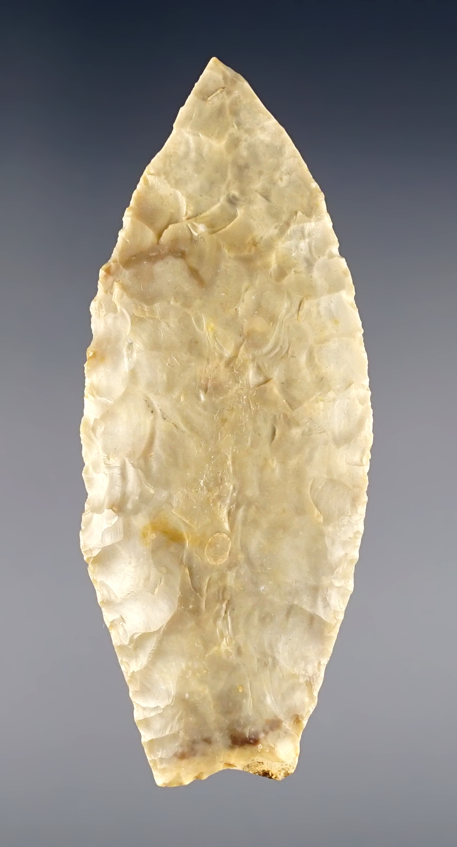 Finely flaked 2 15/16" Angostura - Texas. Excellent grinding to the basal area.