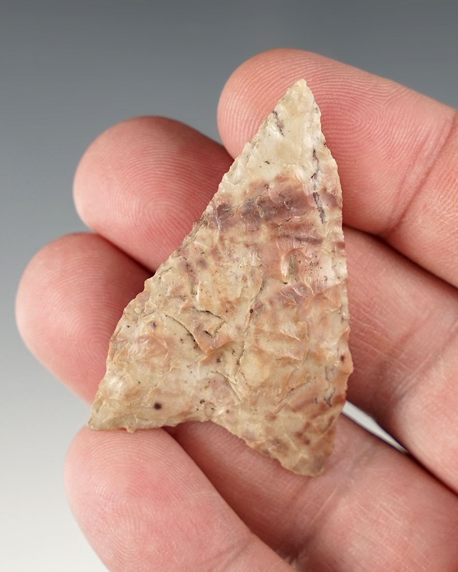 2" Colorful Mule Ear found in Benton Co., Washington.