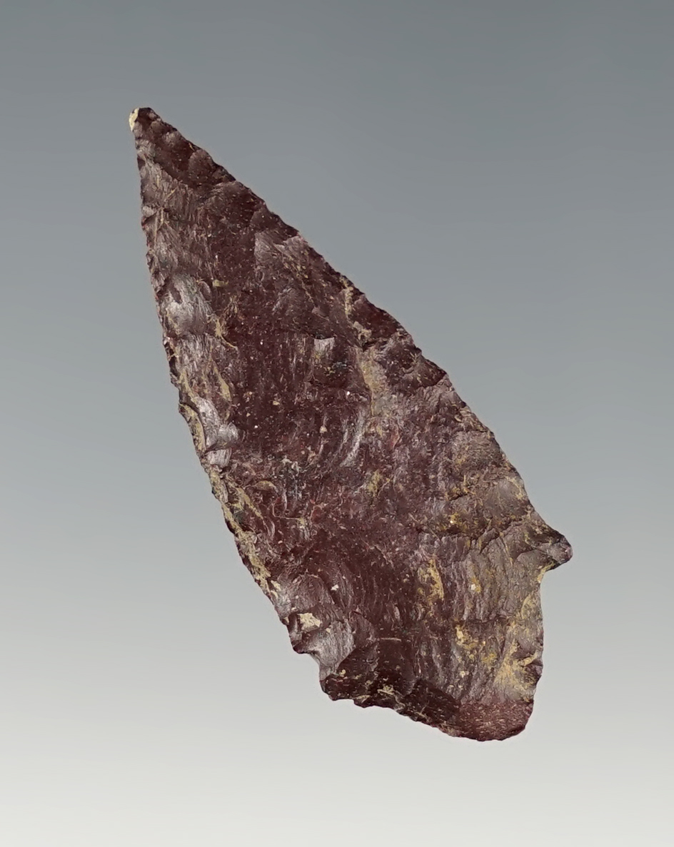 Nice 1 1/2" Coquille Broad Neck found in Umatilla, Oregon.