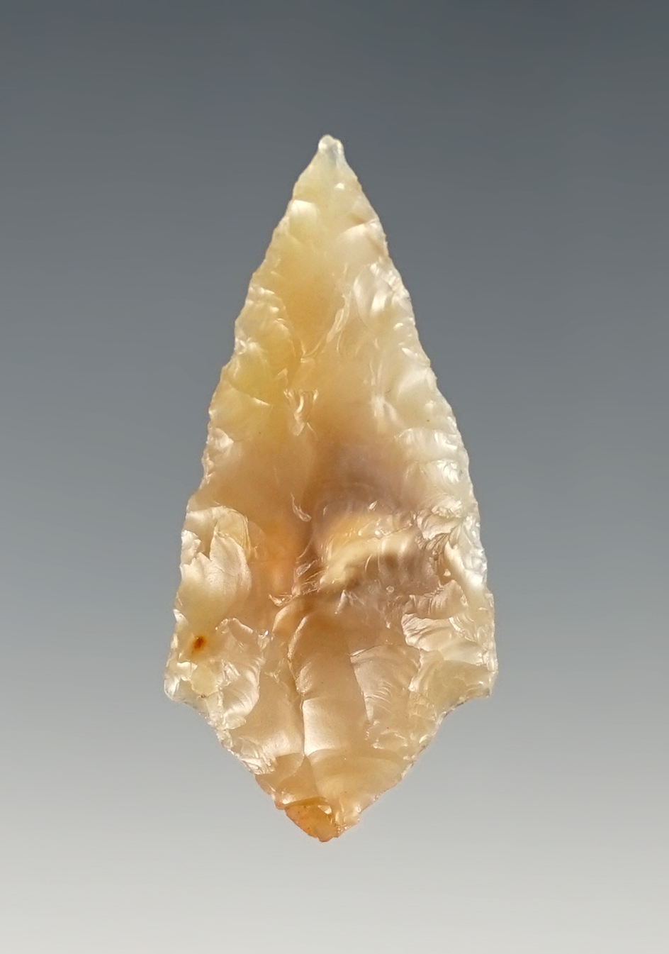 Well made 1 1/2" Coquille Broad Neck found in Umatilla, Oregon.