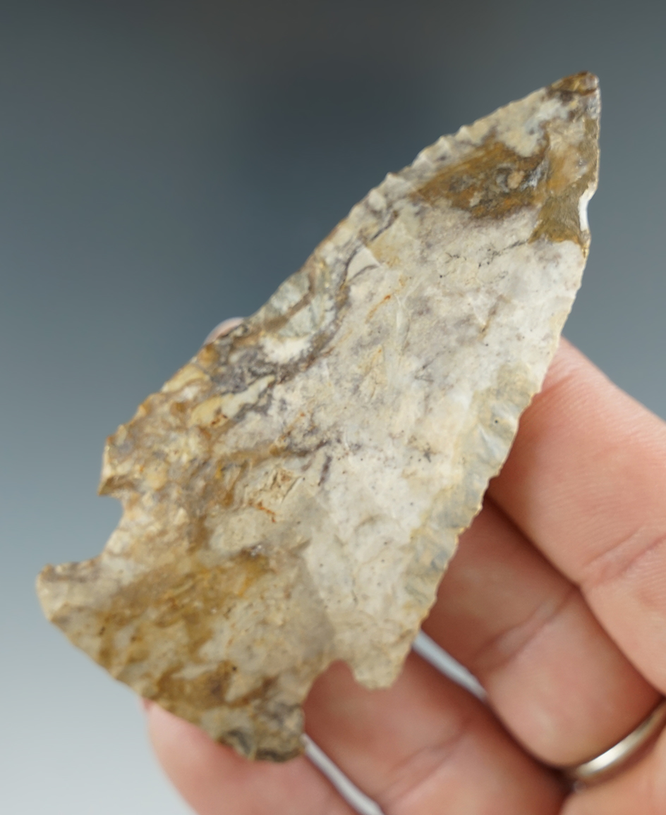 3 1/8" Archaic Bevel found in Benton Co., Missouri.