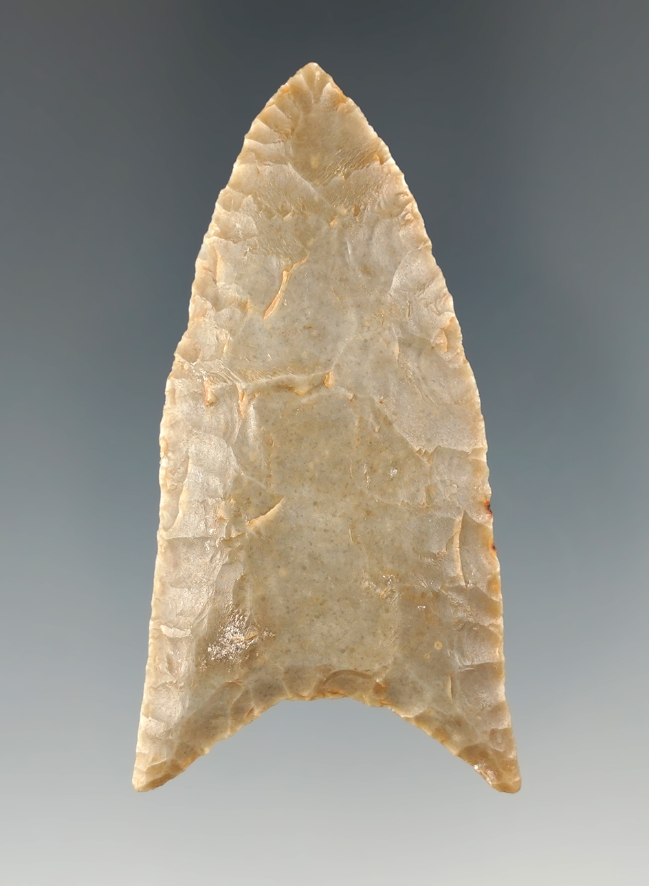 Incredible flaking - 2 1/2" Dalton found by Tomlin Kellough in Cherokee Co., Texas. Rogers COA.