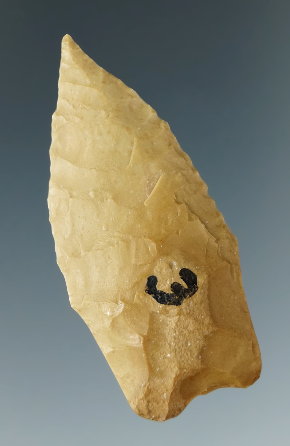 1 15/16" Angostura found by Lewis Henry near Lake Texoma, Grayson Co., Texas.  Rogers COA.