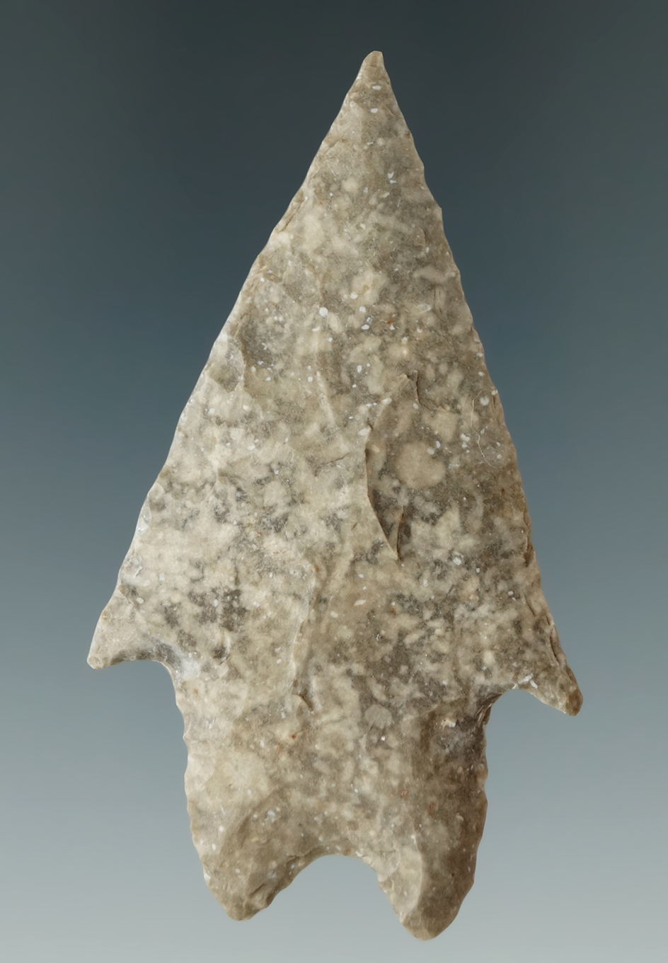 Ex. Museum! 2 7/8" thin and well flaked Pedernales point found in central Texas.