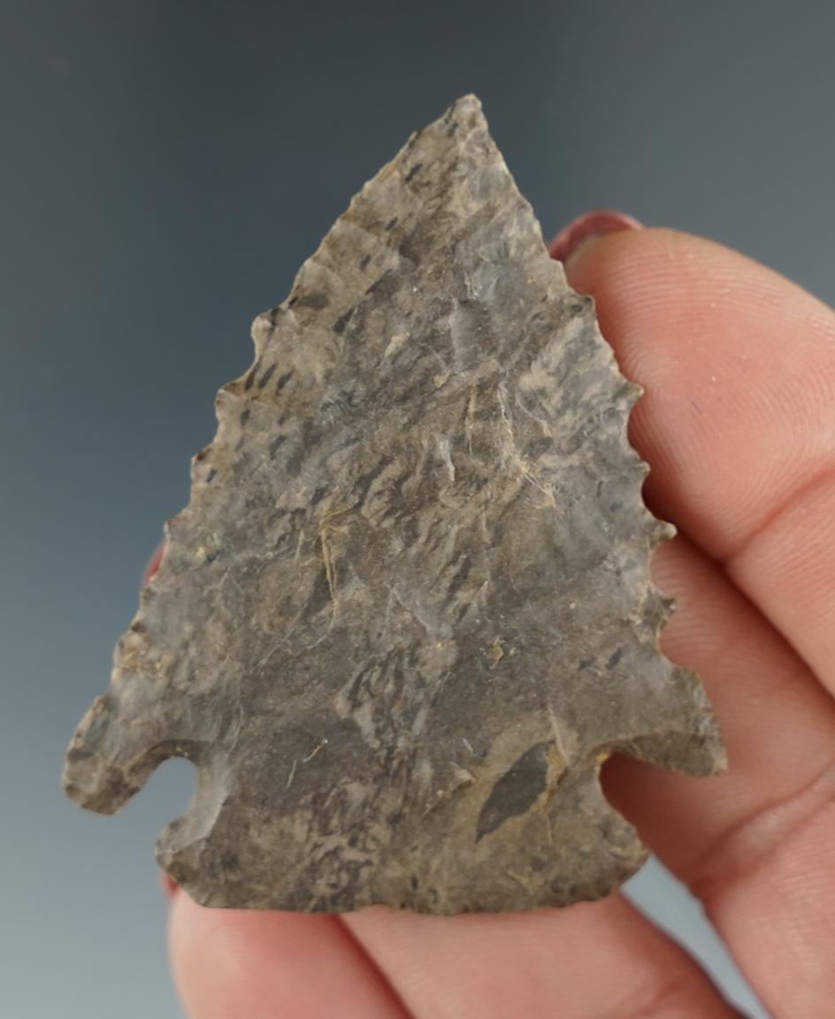 Exceptional serrations! Very nicely flaked 2" Pine Tree point found in Lincoln Co.,Kentucky.