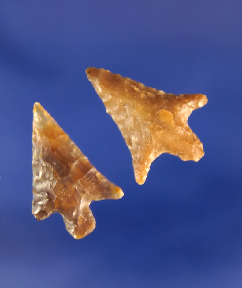 Pair of Columbia River arrowheads, largest is 7/8".