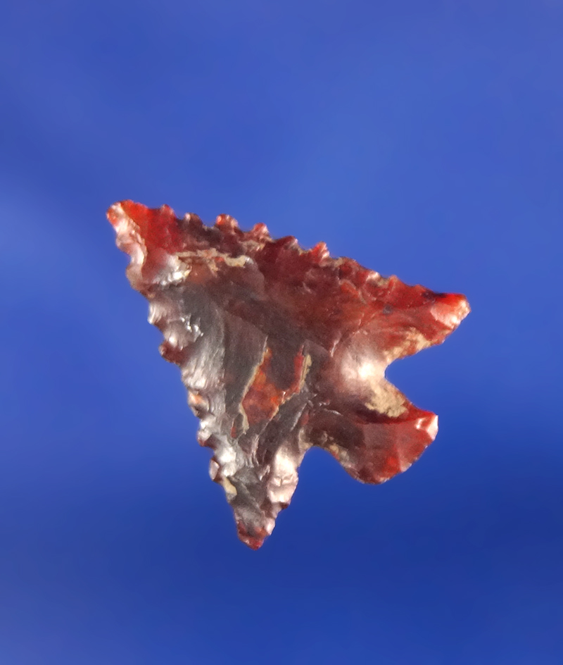 5/8" Columbia Plateau with nice micro-serrations on edges - blood red agate. Columbia River.