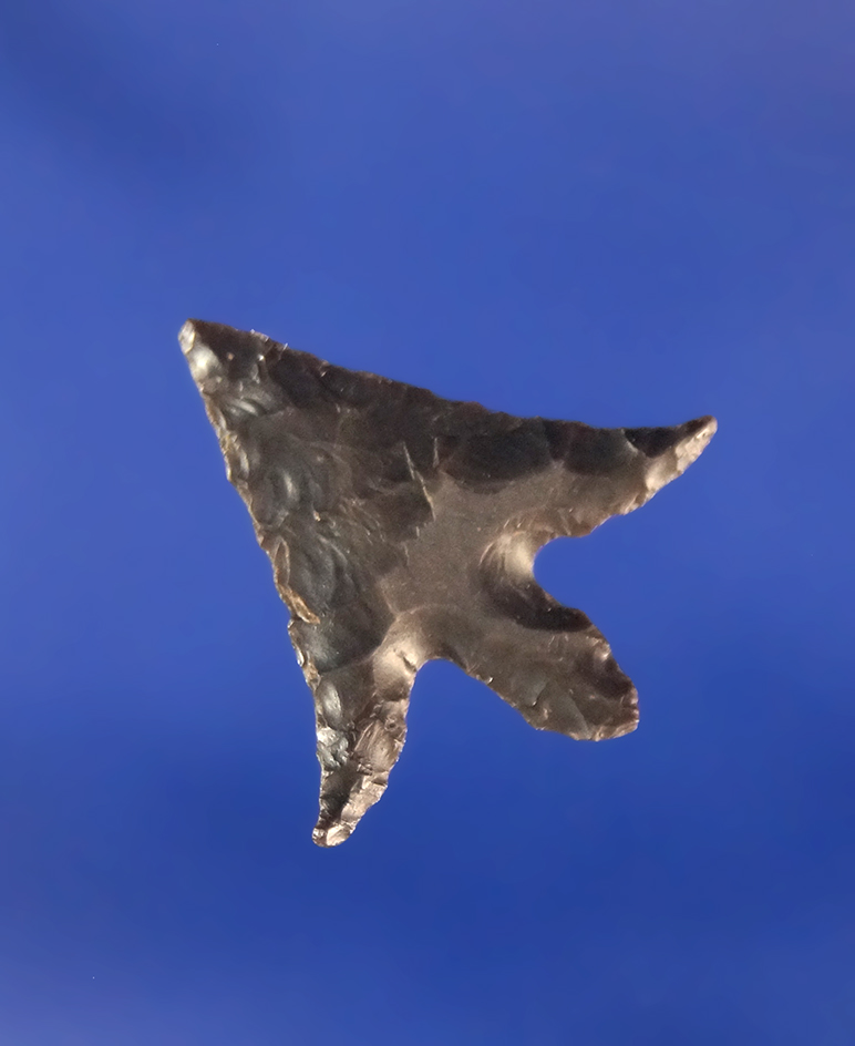 Nice swept wings on this 13/16" Gempoint found near the Columbia River.