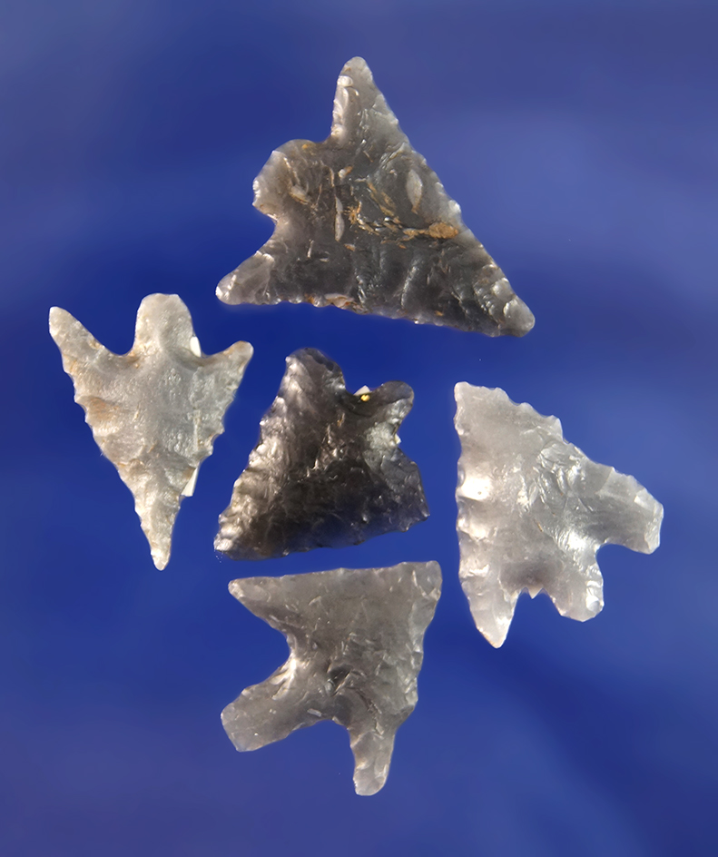Set of five Obsidian arrowheads found in the Great Basin region, largest is 1 inch