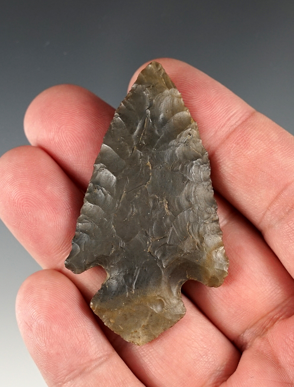 Nice 2 1/2" Turkeytail found in Meade Co., Kentucky.