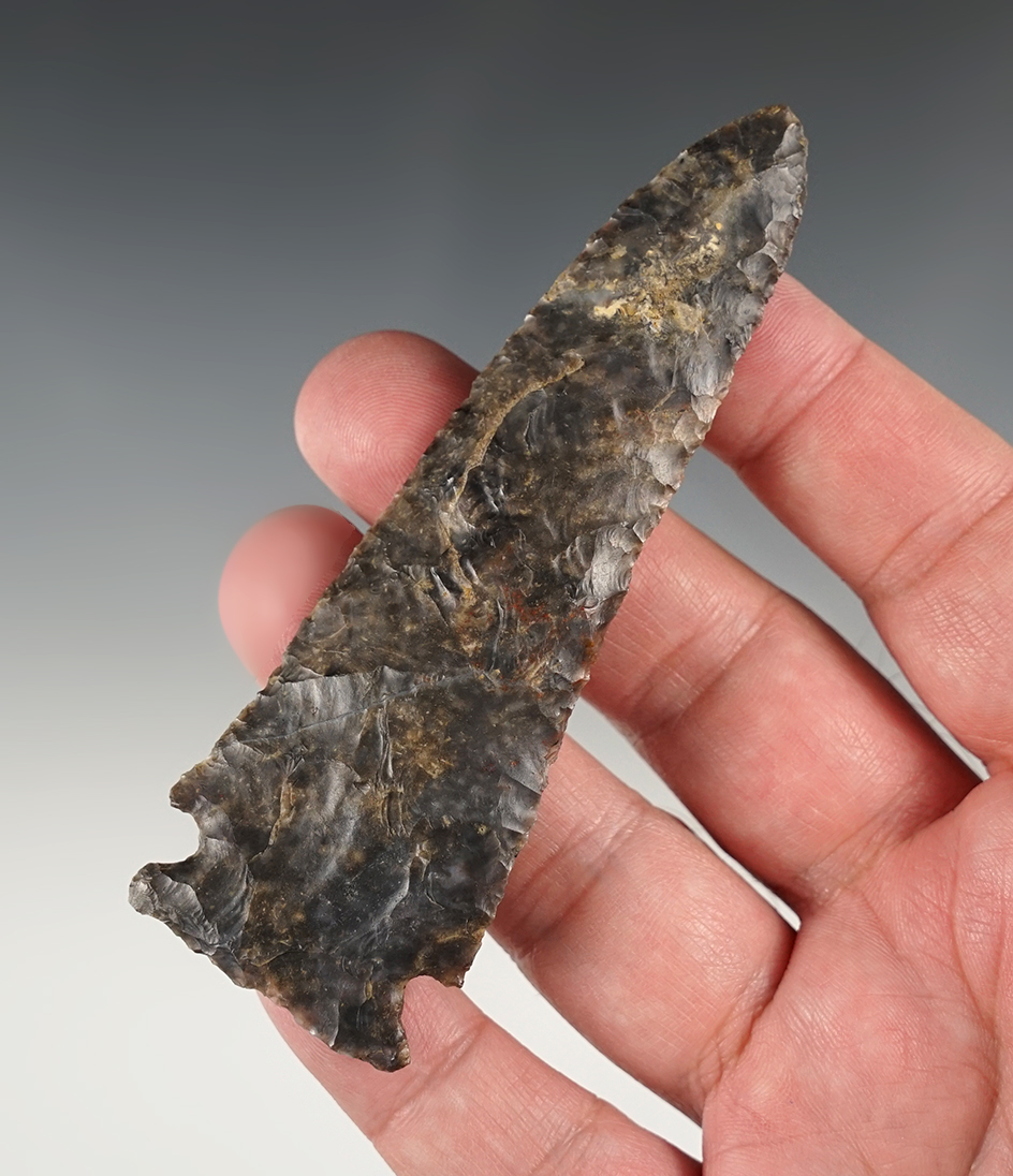 4" Classic Meadowood P- Coshocton Co., Ohio.