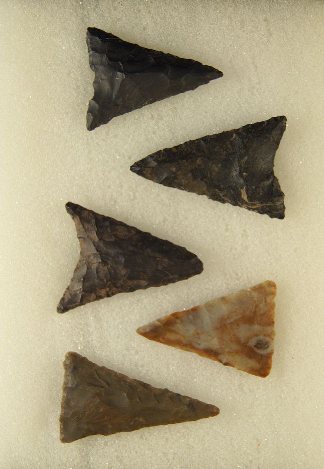 Set of five nice grade Triangle points found in Ohio, largest is 1 7/16.