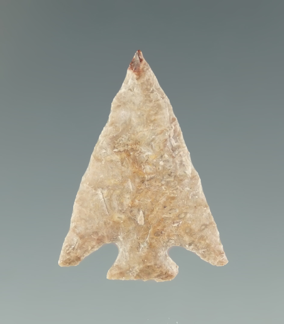 Thin and well flaked 15/16" Columbia Plateau found near the Columbia River.