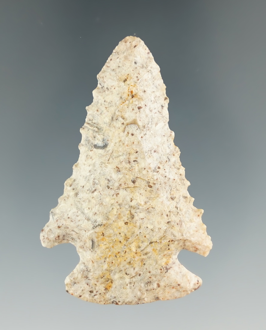 2 1/4" nicely serrated Pine Tree point found in Garrand County Kentucky. Ex. Henry English.