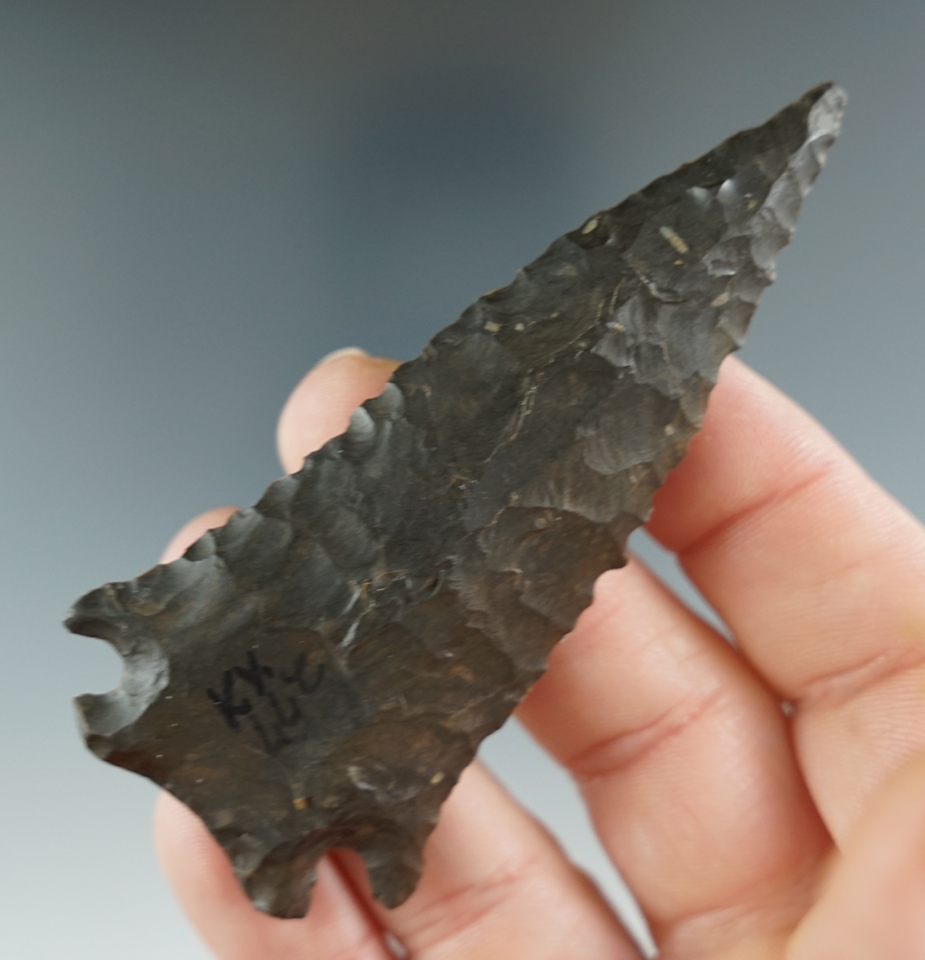 Extremely fine 3 1/4" Pinetree found in Ballard Co., Kentucky.