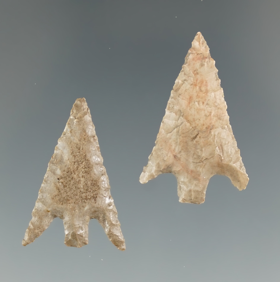 Pair of Columbia Plateau points found near the Columbia River, largest is 1 1/8".