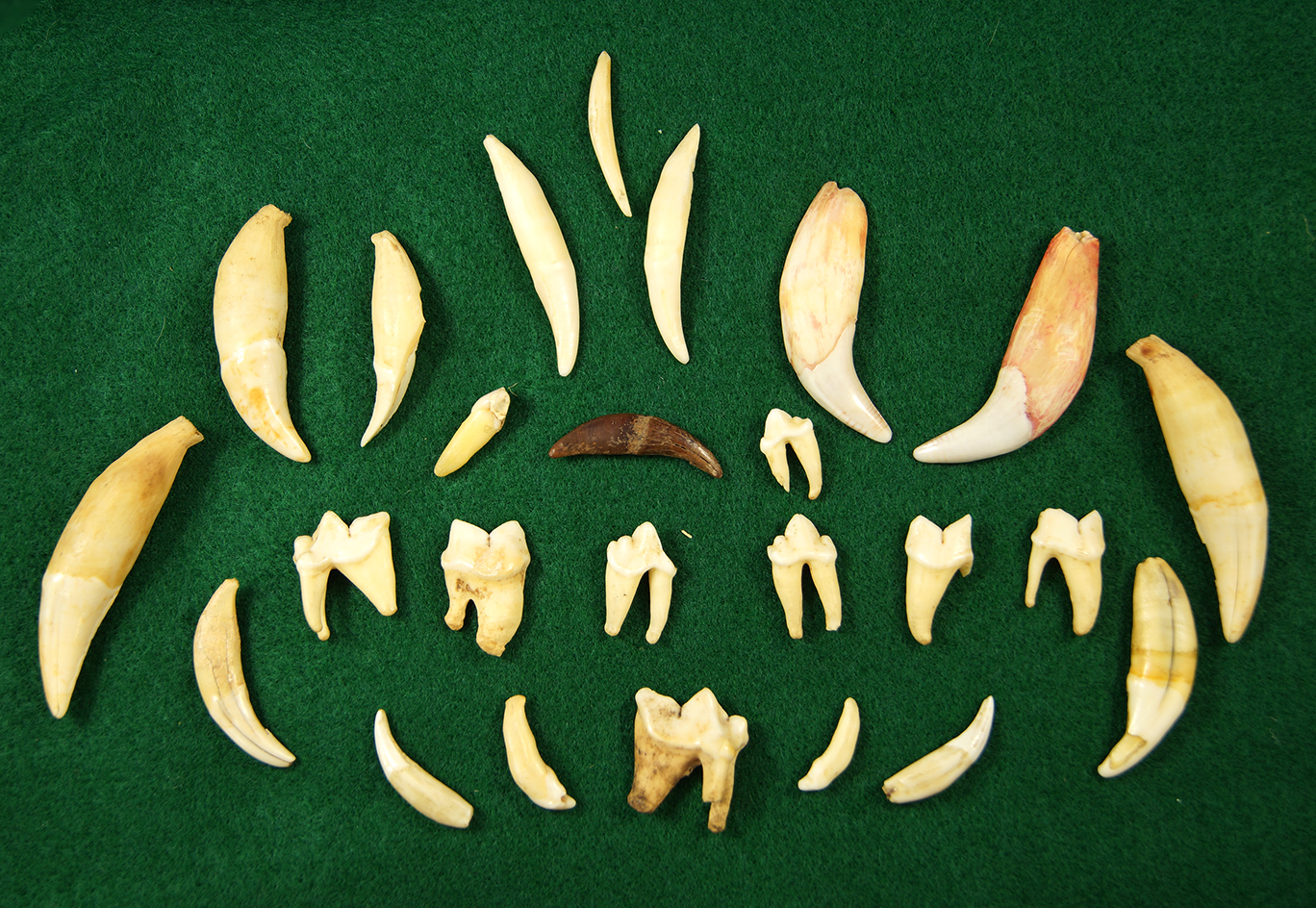 Group of 25 assorted teeth including cougar and bear found near the Columbia River.