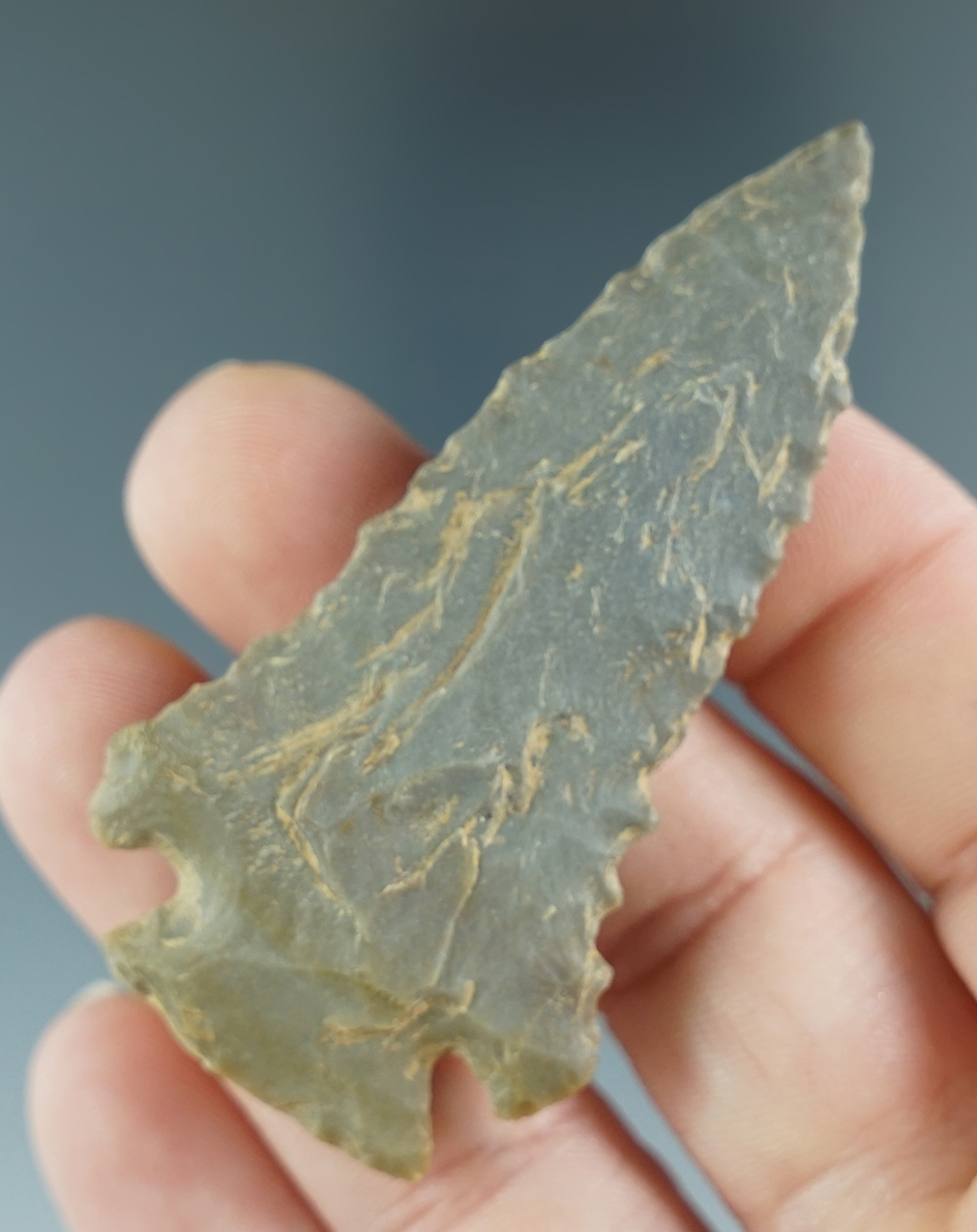 2 1/2" serrated Pine Tree in nice condition found in Kentucky. Ex. Henry English Collection.