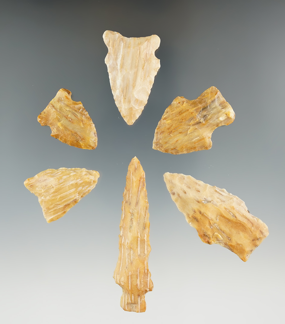 Beautiful set of six petrified Palmwood points found in Texas and Louisiana, largest is 2 1/2".