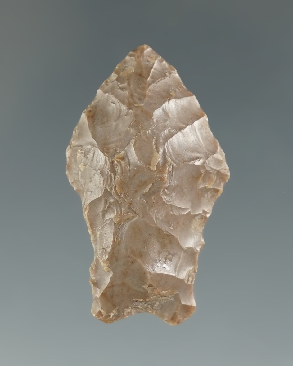 1 1/4" Paleo Spedis found near the Columbia River, Washington. Pictured in Overstreet #9