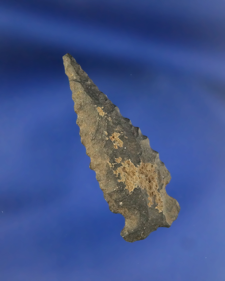 1 1/2" Elko found in Oregon that was glued to a board.