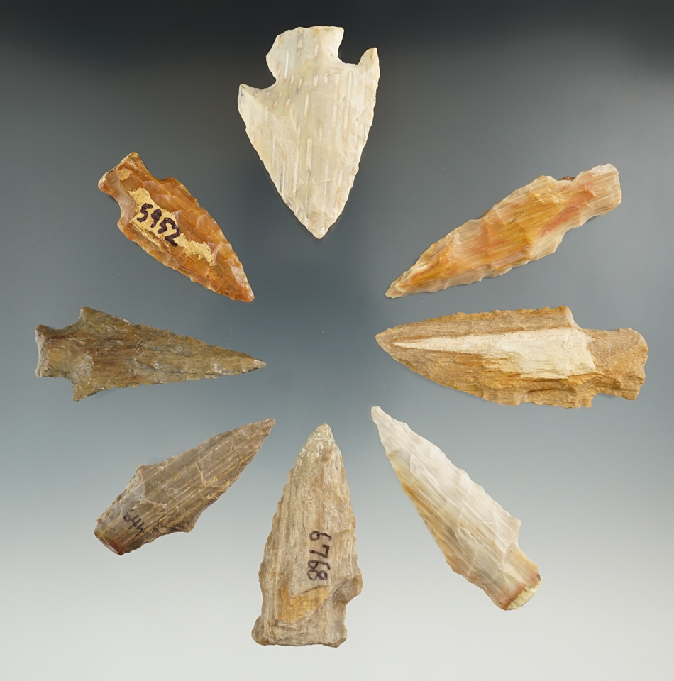 Group of eight Texas Arrowheads made from petrified wood, largest is 2 5/16".