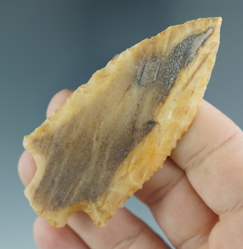 2 7/8" Delhi - beautiful Agatized Palmwood, found in the Toledo Bend area of Texas. Rogers COA.