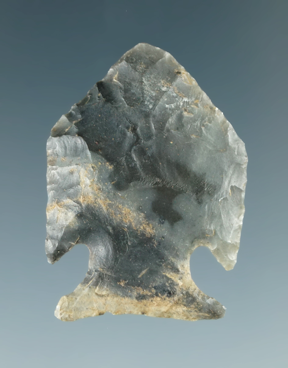 Exceptionally thin and well styled 1 3/8" Jack's Reef Pentagonal found in south-central Kentucky.