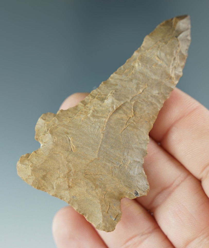 2 11/16" Dover chert Pine Tree found in Benton County Kentucky.