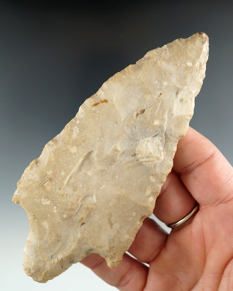 Large 4 3/4" Gary Spear Point made from Edwards Chert. Found in Cass Co., Texas. Perino COA