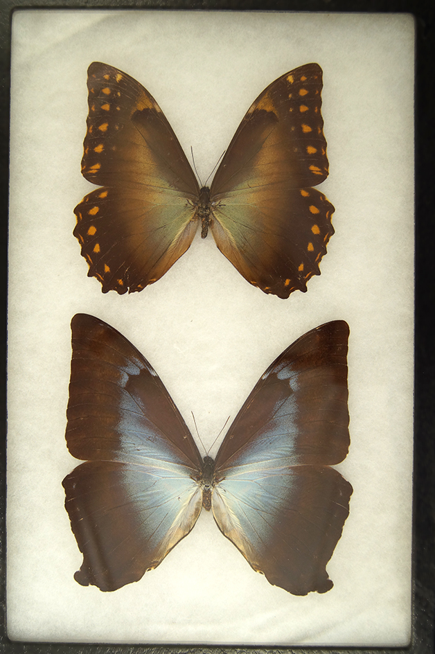 Beautiful framed pair of large butterflies from the Dr. Thomas collection. Frame size is 8" x 10".