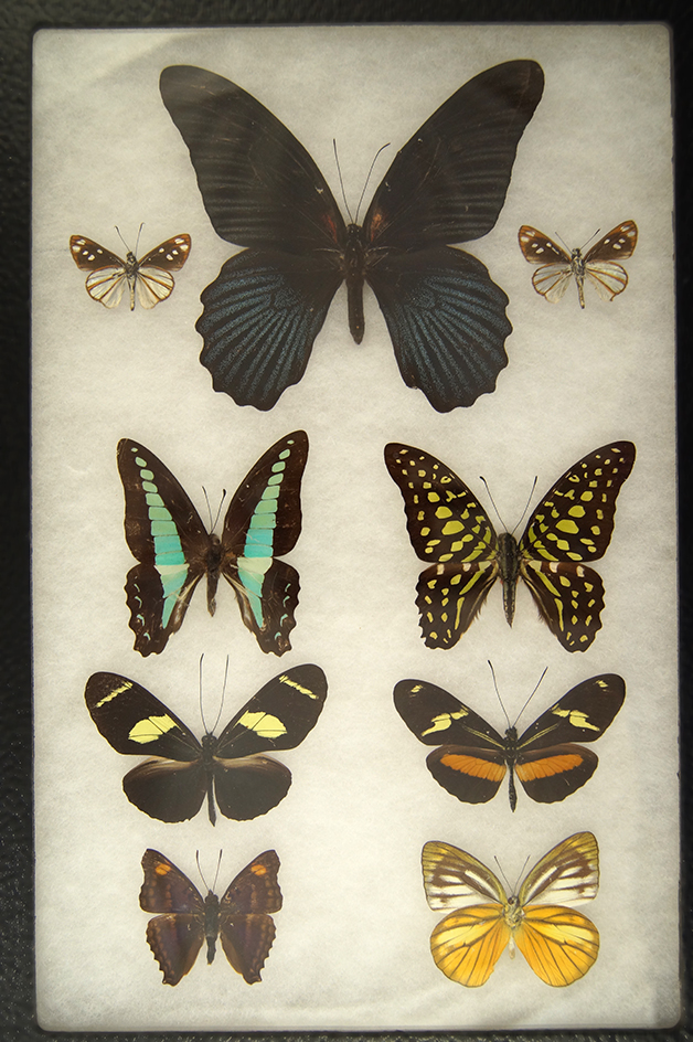 Beautiful framed group of six butterflies from the Dr. Thomas collection. Frame size is 8" x 10".