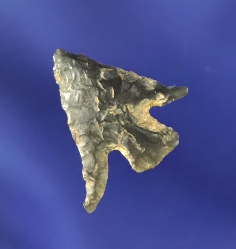 9/16" well flaked Columbia Plateau with nice swept wings found near the Columbia River.