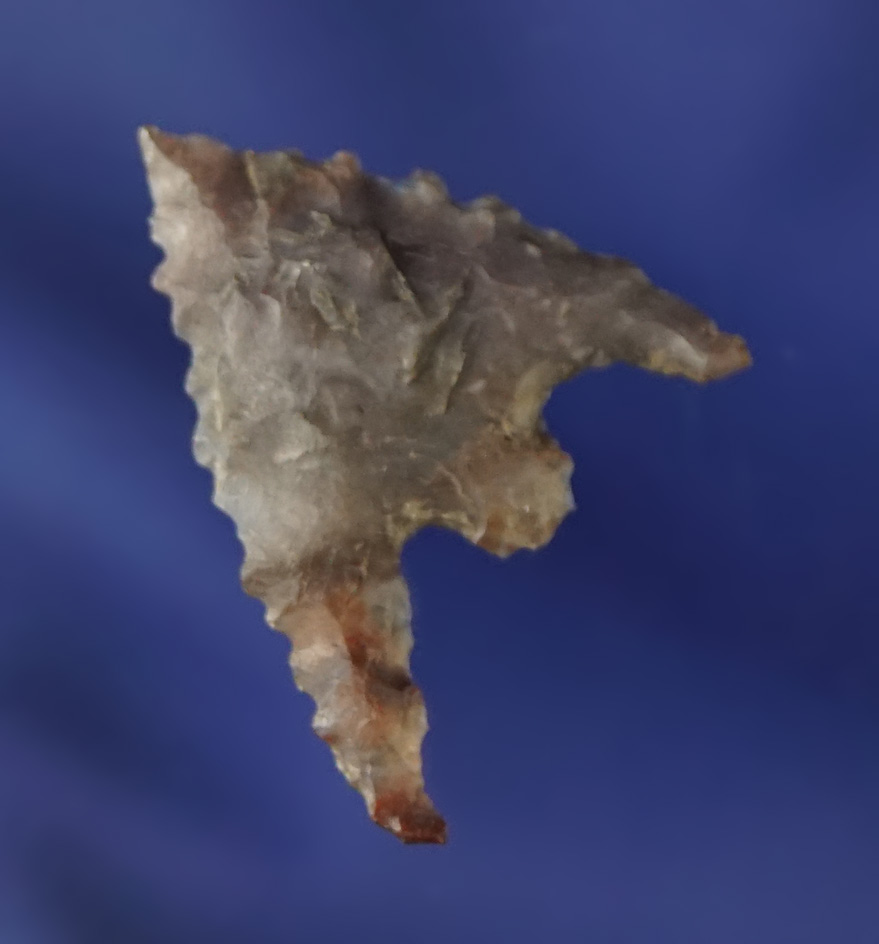 1" Gunther made from beautiful multi-colored material with a nice long swept wing.  Oregon.