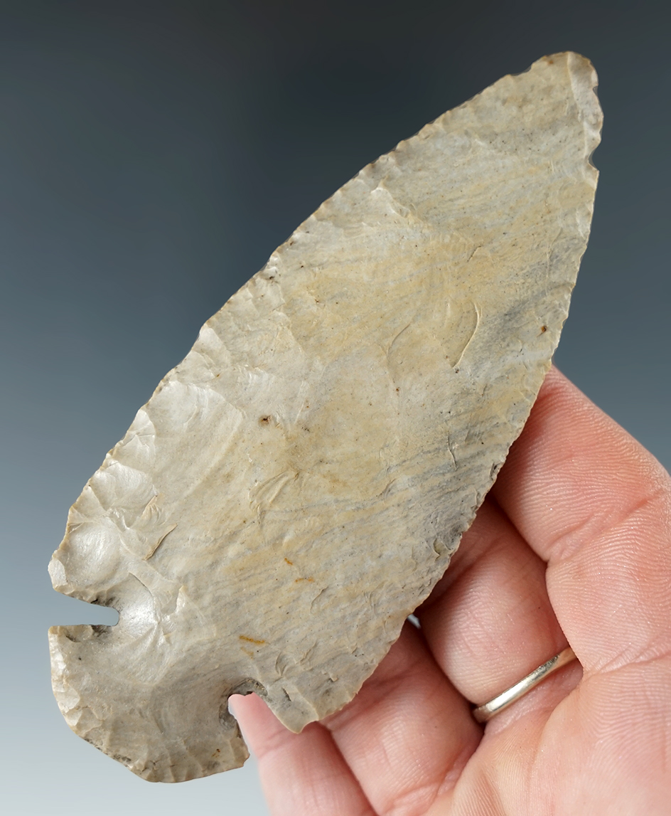 Nice! 4 1/8" Hornstone Dovetail found by Tom Metcalfe in Harrison Co., Indiana. Jackson COA.