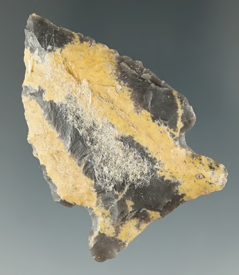 Beautiful color pattern on this 2" Archaic Cornernotch found in Tennessee.