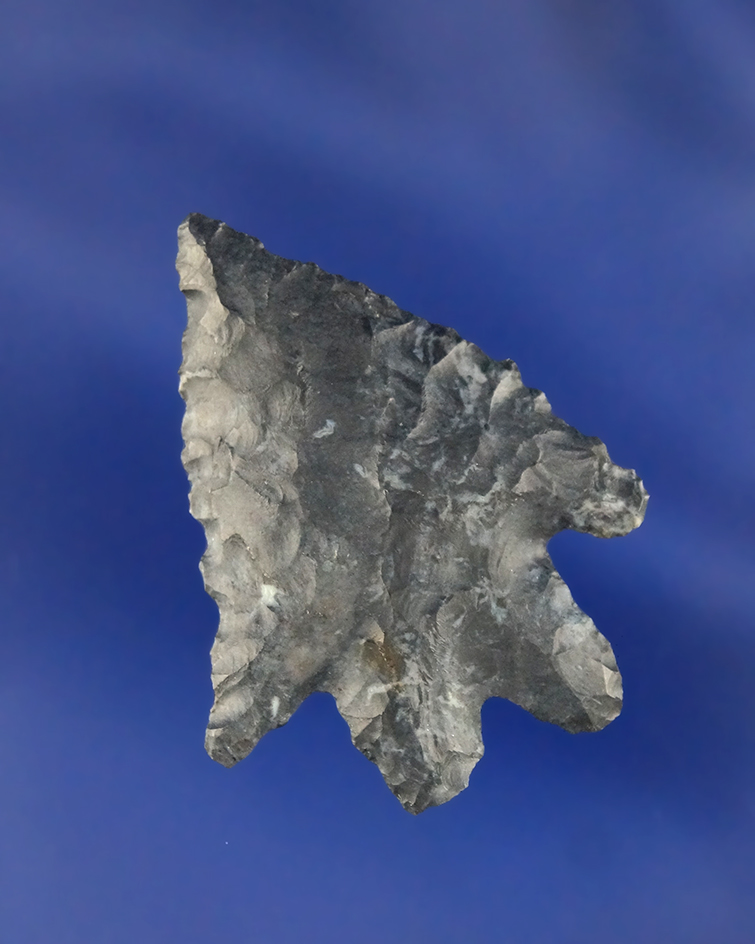 1 3/8" Coshocton Lake Erie Bifurcate found in Coshocton Co., Ohio.