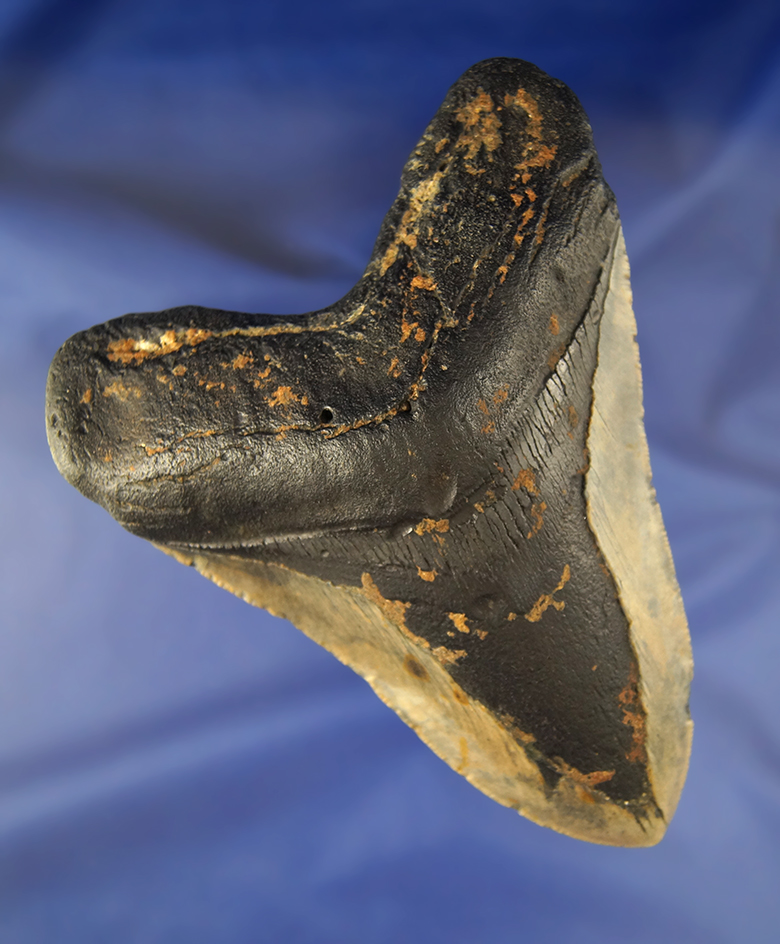 5 3/4" Megalodon Sharks Tooth.