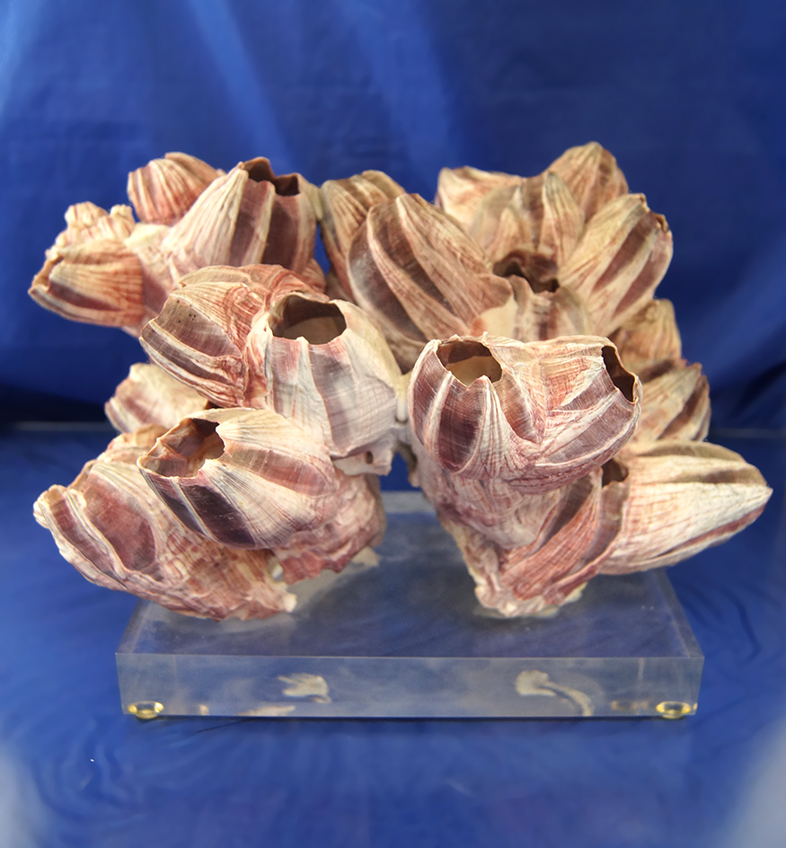Large 7" Tall by 11" Wide beautiful purple Barnacle mounted on a plexiglass base.