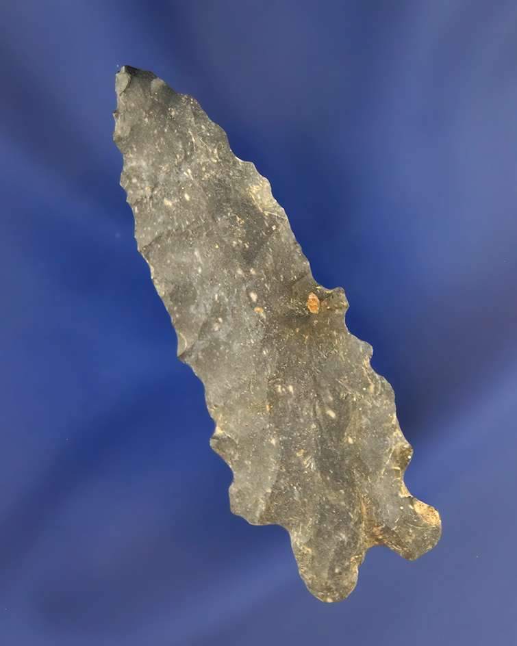 2 7/16" Bifurcate that is thin with nice serrations. Found in Ashland Co., Ohio.