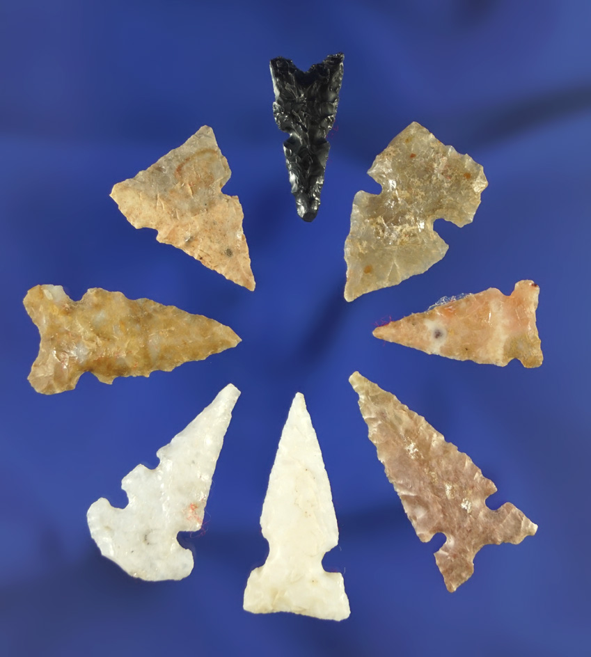 Group of eight assorted Bird Points in very nice condition, largest is 1" - southwestern U. S.