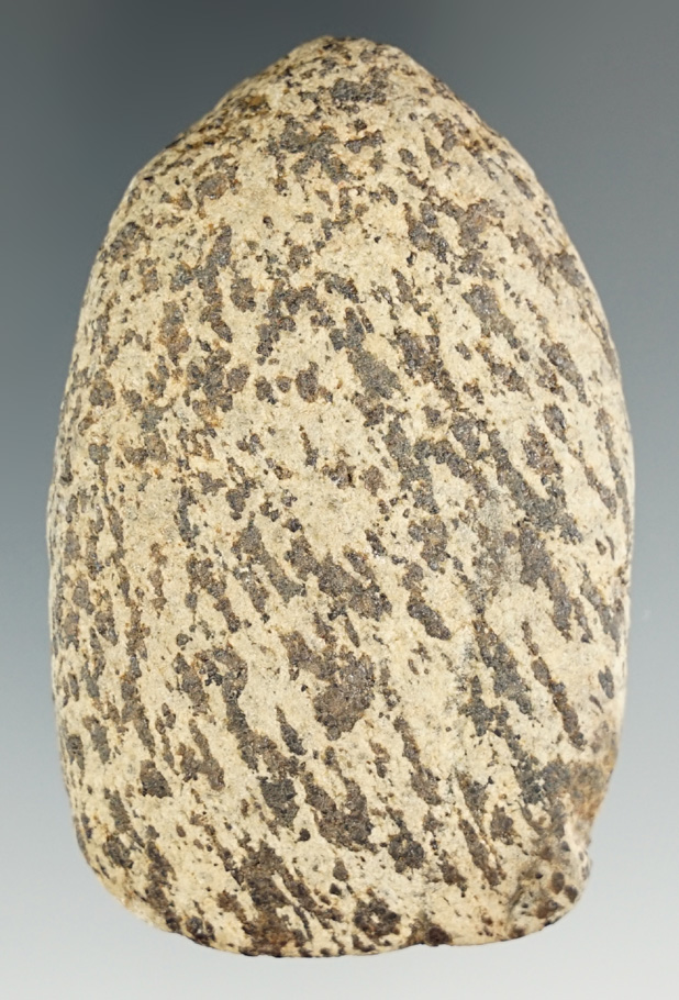 2 7/8" rare Adena Celt made from beautiful cream and black Gneiss. Great relic, found in Ohio.