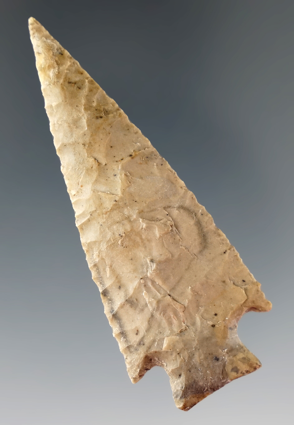 Exceptionally thin 2 11/16" Darl point found in Central Texas with restoration. Rogers COA.