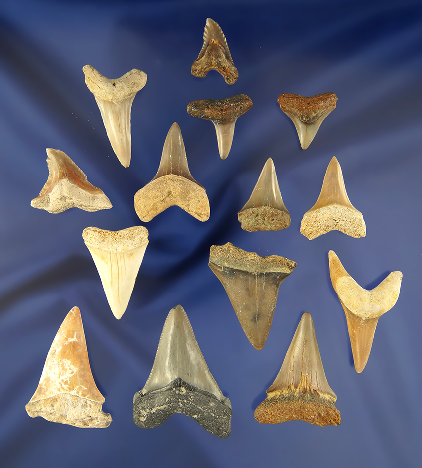 Group of assorted Sharks Teeth, largest is 1 9/16".