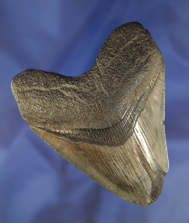 3 3/4" Fossilized Megalodon Sharks tooth.