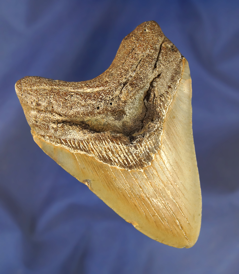 4 1/8" fossilized Megalodon sharks tooth in very nice condition.