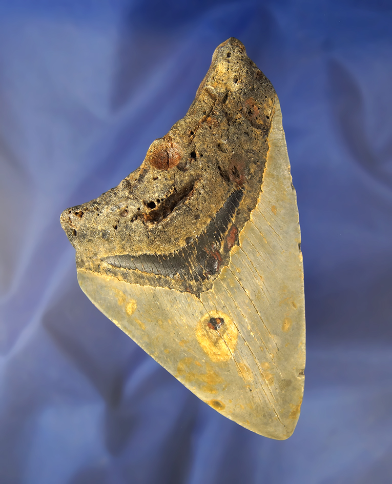 4 7/8" fossilized Megalodon sharks tooth.