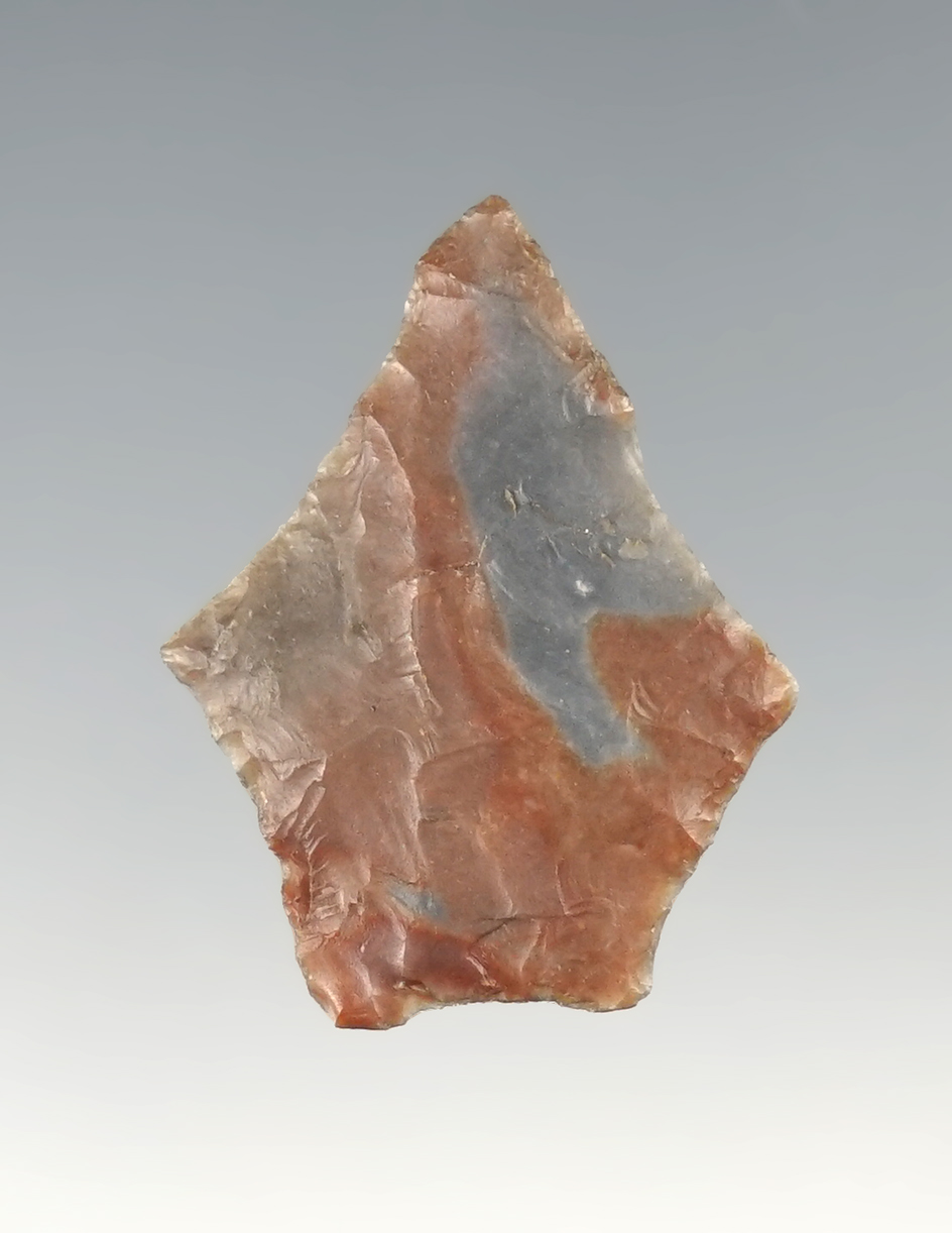 Colorful 1 1/8" Jacks Reef Pentagonal.